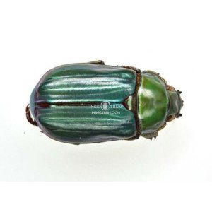 CHRYSINA PLUSIOTINA CHRYSINA PLUSIOTINA